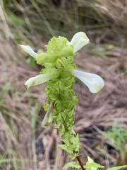 Pedicularis lanceolata