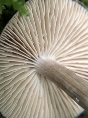 Cyclocybe erebia