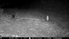 Spilogale gracilis