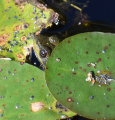 Lithobates septentrionalis