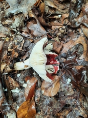 Russula mariae