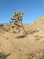 Yucca brevifolia