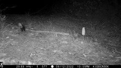 Spilogale gracilis