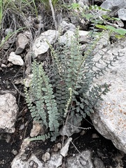 Astrolepis integerrima