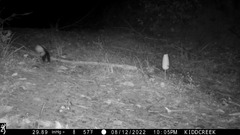 Spilogale gracilis