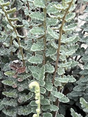 Astrolepis integerrima