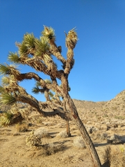 Yucca brevifolia