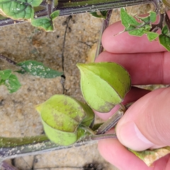 Physalis grisea