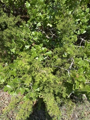 Zanthoxylum hirsutum