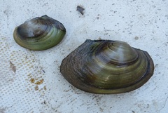 Pyganodon grandis