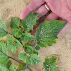 Physalis grisea