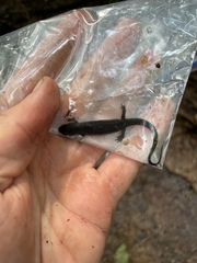 Desmognathus ochrophaeus