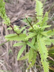 Pedicularis lanceolata