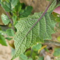 Physalis grisea