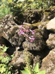 Stachys chamissonis