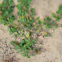 Physalis grisea