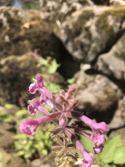 Stachys chamissonis