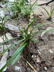 Liriope muscari