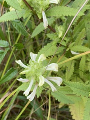 Pedicularis lanceolata