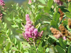 Spiraea douglasii