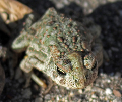 Anaxyrus hemiophrys