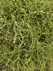 Cycloloma atriplicifolium