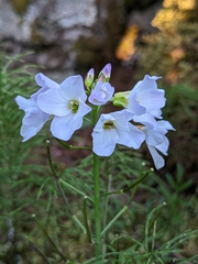 Cardamine polemonioides