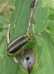 Trirhabda canadensis