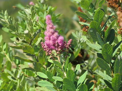 Spiraea douglasii