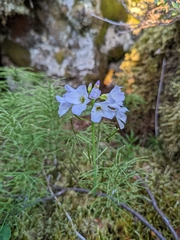 Cardamine polemonioides