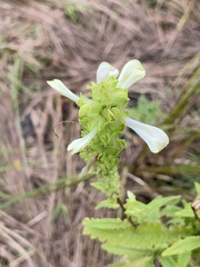 Pedicularis lanceolata