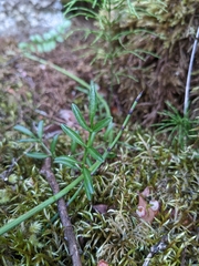 Cardamine polemonioides