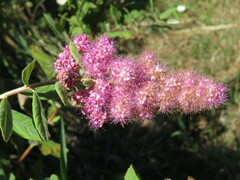 Spiraea douglasii