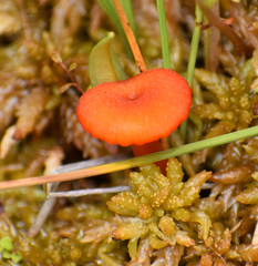 Hygrocybe cantharellus