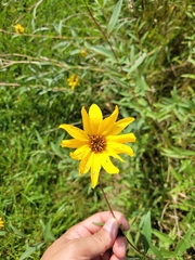 Helianthus pauciflorus