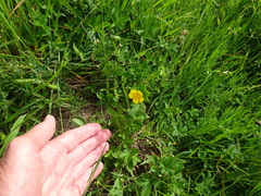 Potentilla reptans
