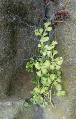 Asplenium ruta-muraria