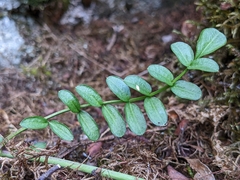 Cardamine polemonioides