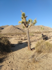 Yucca brevifolia