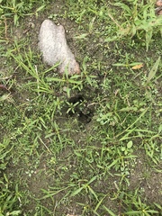 Odocoileus virginianus