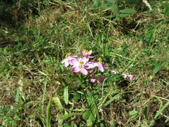 Centaurium erythraea