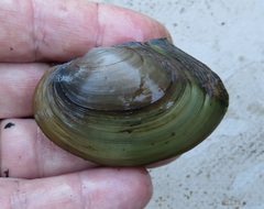 Pyganodon grandis