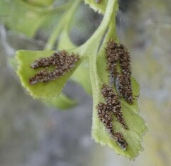 Asplenium ruta-muraria