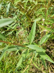 Helianthus pauciflorus