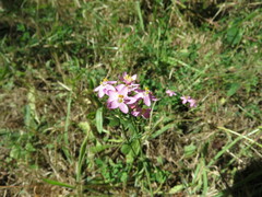 Centaurium erythraea