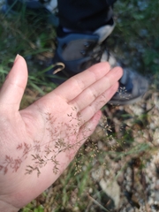 Agrostis capillaris
