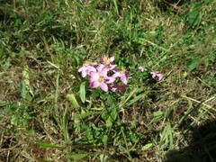 Centaurium erythraea