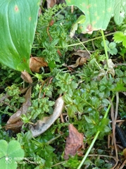 Plagiomnium undulatum