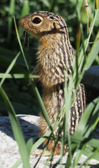 Ictidomys tridecemlineatus