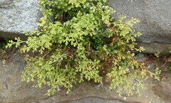 Asplenium ruta-muraria
